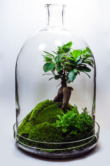 комнатный гранат: 🌿Флорариум 35см🌱. Из толстого стекла, московского производства