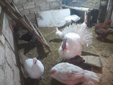 simmental ineklerin satisi: Salam ağ kadar hidusqalari satılır 2fere yumurtdayir ünvan merdekan kq