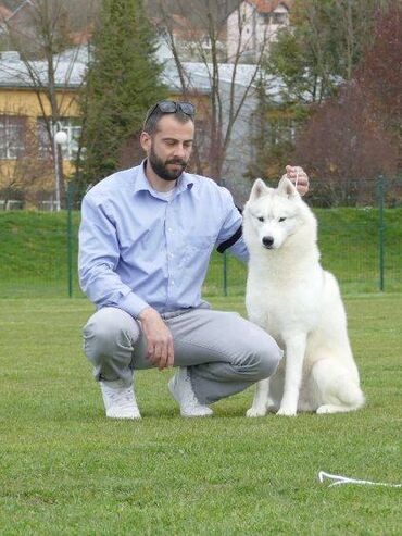 Psi: Dostupan muzjak sibirskog haskija za uzgoj ili kao ljubimac: Unreal — 9