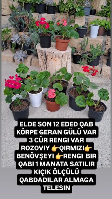 chia toxumu harda satılır: Satis Gencededi ucuz qiymete güller tecilli satilir ayin 14 du ne