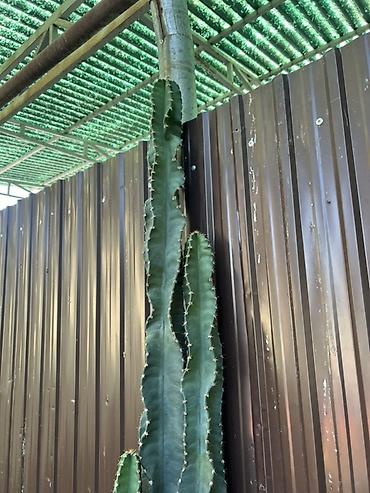 Кактусы: АКЦИЯ!!! Высокий кактус в напольном кашпо. - Примерная высота — 2
