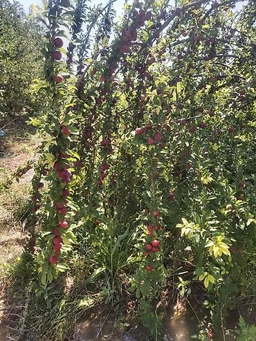 Малина: Продается участок 1 гектар!!! Из которого 60 сотых посажена малина 40 at lalafo.kg — 5 Малина: Продается участок 1 гектар!!! Из которого 60 сотых посажена малина 40 — 5