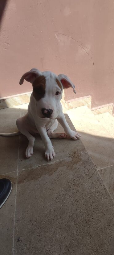 pitbull itlər: Pitbul, 2 ay, Dişi, Ünvandan götürmə