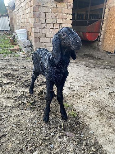 Баран, овца: Продаю | Баран (самец) | Арашан | Для разведения | Осеменитель — 7