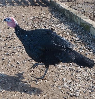 Qazlar: Məhsul: Ev quşları – qaz və hind toyuğu Təsvir:Hinduşka diri çəkisi — 7