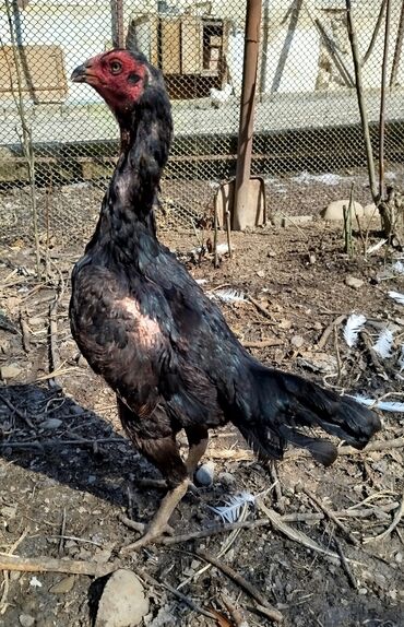 Xoruzlar: Salam Heyratı beçə 80 Heyratı sarıfete Fotoşəkillər Samsung Galaxy A7 — 11