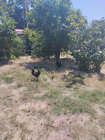 Toyuqlar: Toyuq, Australorp, Damazlıq, Ünvandan götürmə — 11