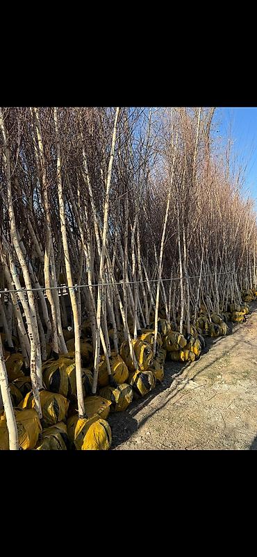 Декоративные деревья: Саженцы деревьев: Берёзы — 10