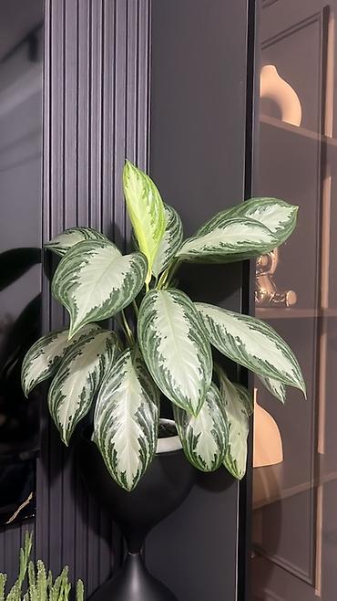 Драцены и Сансевиерии: Адаптированные пересаженные в горшках. Сансеvierия (Sansevieria — 17