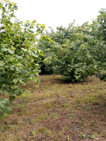 Ağaclar: Xaçmaz rayonu, Qaracəlli kəndində möhtəşəm bağ sahəsi satılır! — 8