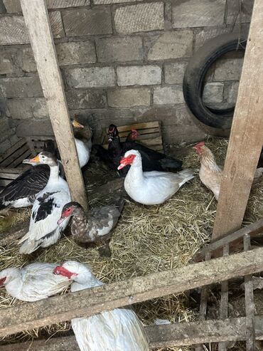 Ördəklər: Dişi, Ətlik — 5