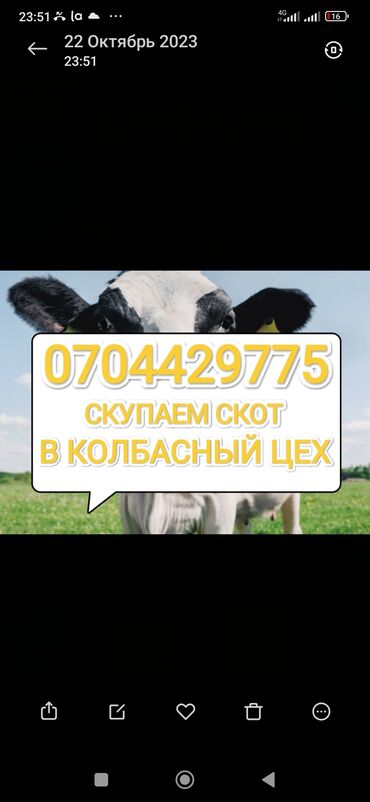 бука швиц: Куплю | Коровы, быки, Лошади, кони | Круглосуточно, Любое состояние, Забитый