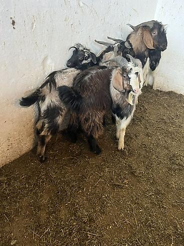 Баран, овца: Продаю | Овца (самка) | Для шерсти | Ярка — 13