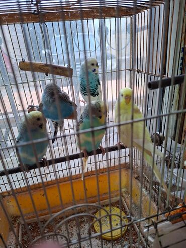 Tutuquşları: Salam umumi 10 qusdur 2 çütdür 6 si ise tek tek sekillerdede var cut — 2