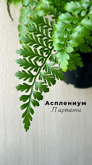 цветок каланхоэ красные цветы: 🌿Вереск (Calluna vulgaris) в декоративном горшке Можно выращивать как — 4