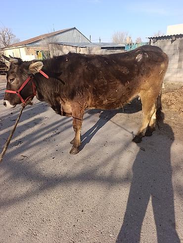 Коровы, быки: Продаю | Корова (самка) | Для молока | Привязанные — 5