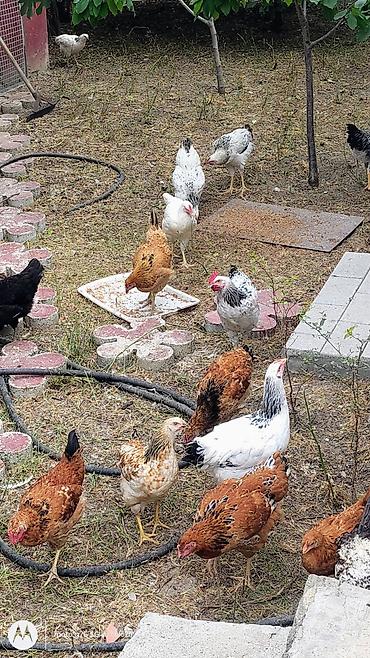 cins xoruz harda banliyar: Cücələr – qarışıq yerli yumurtacı xəttlər - Fotoşəkillərdə görünən ev — 5