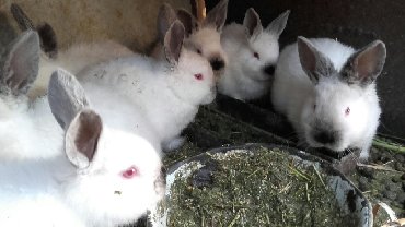 Декоративные кролики: Кролики — 12