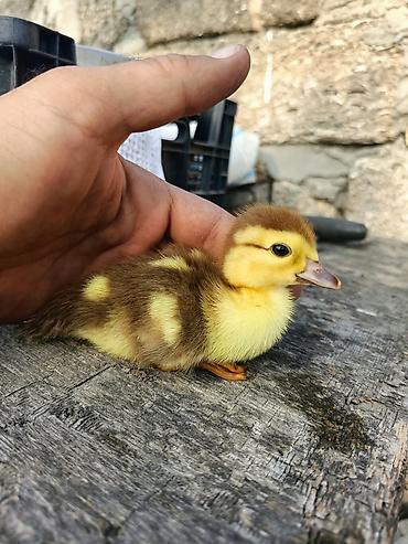ördey: Lal ördək balalari,tam saglam ve temizdiler.Yaxsi qidalanirlar.Real — 2