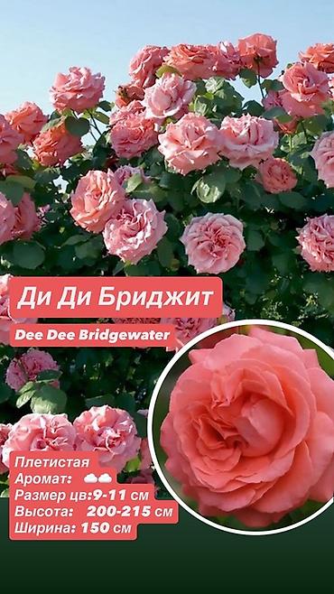 Саженцы Самовывоз, Платная доставка