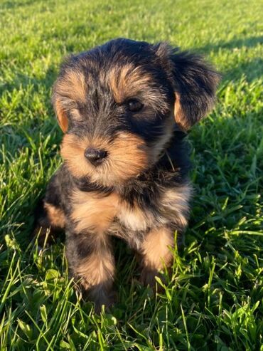 Άλλα: Yorkshire Terrier Puppy For adoption 11 Weeks old READY TO LEAVE, Vet