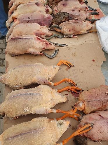 Other bird meat: Qaşqaldağ Bilənlər bilir necə dadlı olur Cəkisi gəlir 500 qram 600 -da lalafo.az — 9 Other bird meat: Qaşqaldağ Bilənlər bilir necə dadlı olur Cəkisi gəlir 500 qram 600 — 9