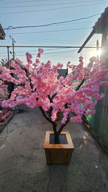 Декоративные цветы: Сакура искусственное дерево высота 2 м ширина 2 м цена от 1000 сом at lalafo.kg — 20 Декоративные цветы: Сакура искусственное дерево высота 2 м ширина 2 м цена от 1000 сом — 20