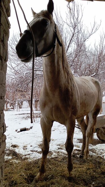 пластырь золотая лошадь бишкек адрес: Продаю | Конь (самец) | Полукровка, Дончак, Арабская | Для разведения, Конный спорт | Племенные
