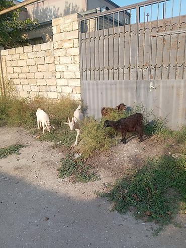 qoyun keçi: Məhsul: Keçi balaları (toxumlu yerli cins qarışıqları) Təsvir: - — 4