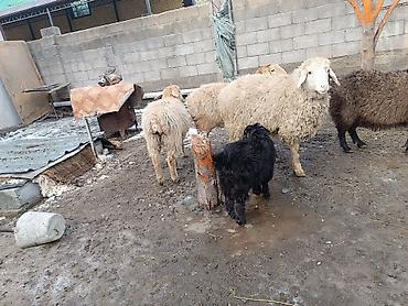 Баран, овца: Продаю | Баран (самец) | Для разведения | Матка — 12