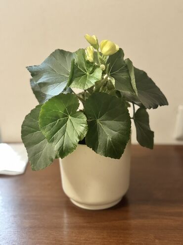 бугенвиллия фото: Всего 1000с 1) Бегония с лимонно-жёлтыми бутонами. - Крупные