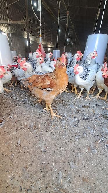tap az goyercin satisi: Çekisi 1 kilo 100 den yuxari serabrst çolpalar satilir çatdirlma saya — 1