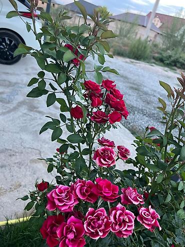 Роза: Саженцы — 18