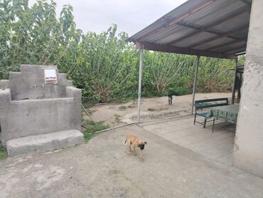 Sex, zavod və fabriklər: Ferma/təsərrüfat kompleksi - Uzunluğu boyunca tikilmiş, beton divarlı — 3