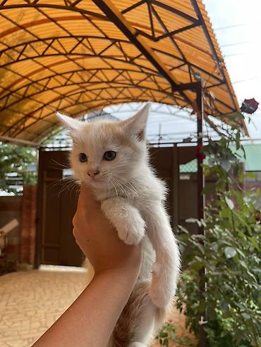 летучая мыш: Очаровательные котята домашнего помета. - Возраст: примерно 1,5–2 — 3