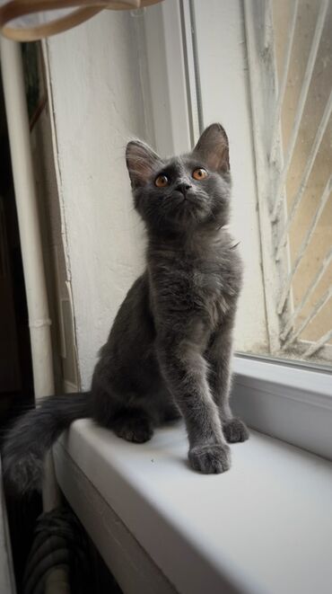 мейн кун бишкек 😺 питомник lyubushka 🐈 купить котенка 🐾 цена фото: Отдам котенка в добрые и ответственные руки, смесь с породой Мейн Кун