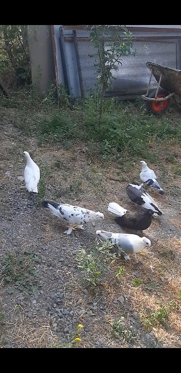 touz quşu: 1 cüt hazır hünkari, nikolay ağquyruq və badamlələklər satılır, kom 60 — 2