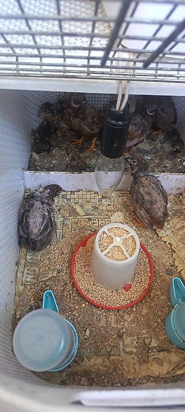 kend colpaları: Çin bildirçini 2 erkek 1 dişi qalıb tək tək satılmır 3ü 15 azn — 1