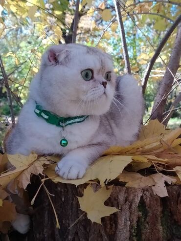 карликовые кошки: Вязка ! Не продажа!!! Молодой котик Scottish fold окрас серебристая