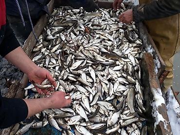 кукуруза на попкорн: Малек сигалетка толстолобика амур карпа есть доставка машинами — 3