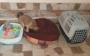 İtlər: Mops, 5 ay, Erkek, Sənədli — 3