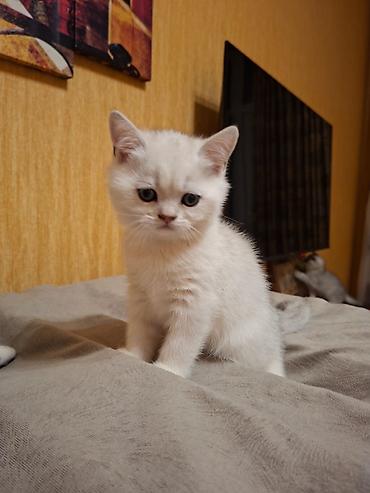 Pişiklər: Britan — 1