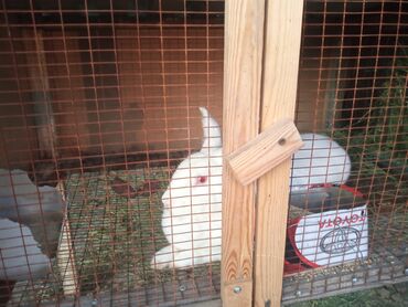 кролик: Продаю | Крольчиха (самка), Кролик самец | Белый великан | На забой, Для разведения