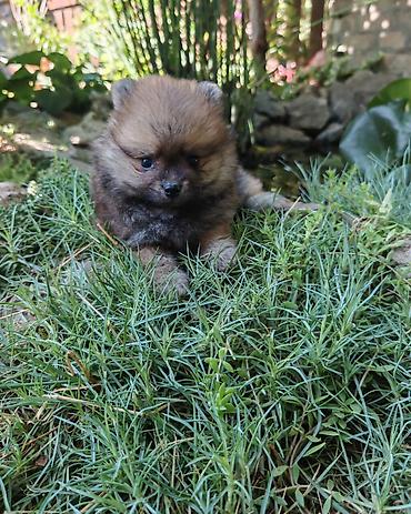 stenci americki staford: U ponudi dve devojčice i jedan dečak Pomeranskog špica-pomeranaca — 4