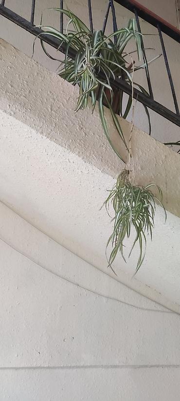 pelarqoniya bitkisi: Otaq bitkisi – Xlorofitum (Spider Plant) - Növ: Xlorofitum comosum — 4