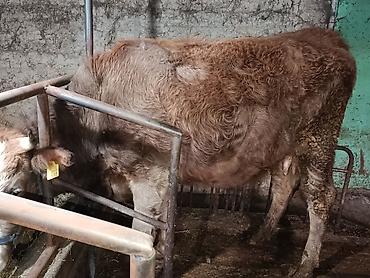 Коровы, быки: Продаю | Корова (самка) | Симментальская — 3