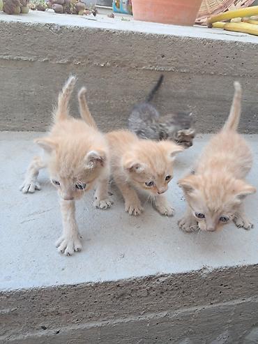 собаки кошки: Беспородная, 1 месяц, Мальчик, Рыжий — 1