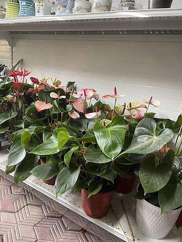 торфяная: Антуриум (Anthurium) в горшке — декоративно-цветущее комнатное — 2