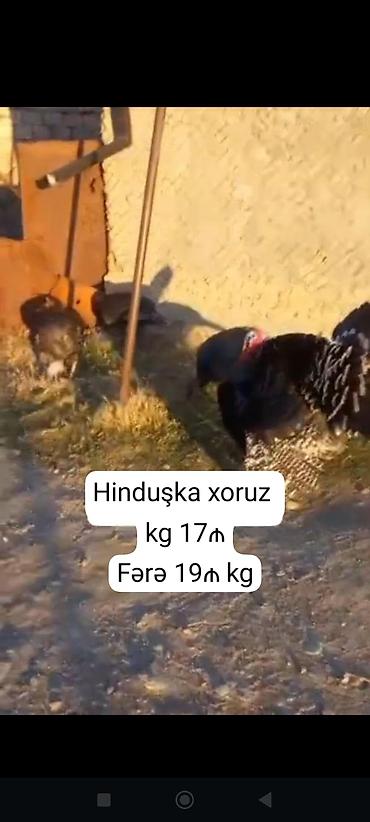 erkey quzu: Erkək, Ətlik — 1