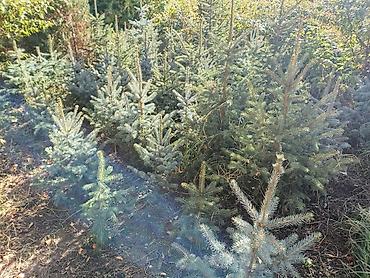 мебель алабыз: Ель голубая (Picea pungens, Blue Spruce) — саженцы с открытой корневой — 1